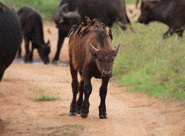 Waterbuffel met vogels. by Sylvana Boon