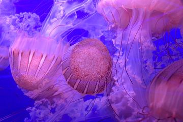 Jellyfish 2 by Merel Pape Photography