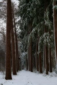 L'hiver à Baggelhuizen fait rêver