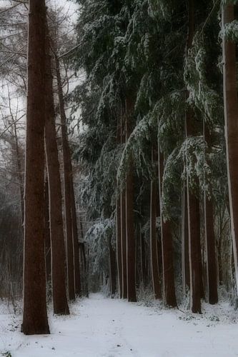 Winter in Baggelhuizen dromerig