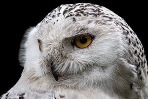 Snowy owl on a dark background. by Gianni Argese