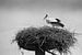 Ooievaar op nest in zwart wit. van Jose Lok
