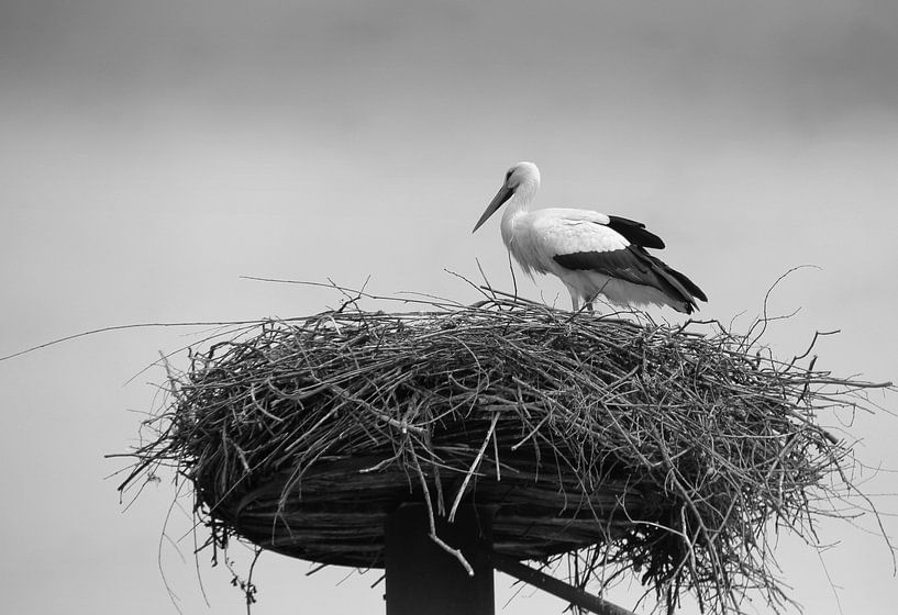 Storch auf dem Nest in Schwarz und Weiß. von Jose Lok
