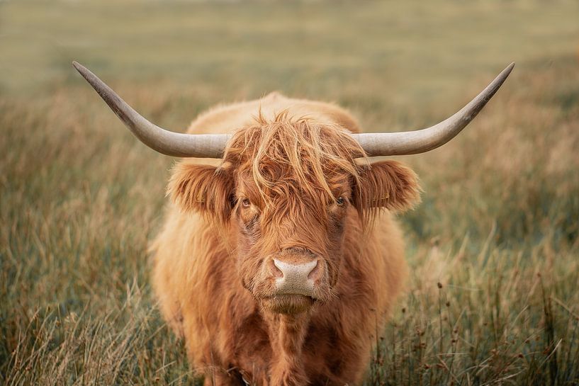 Scottish highlander by M. B. fotografie