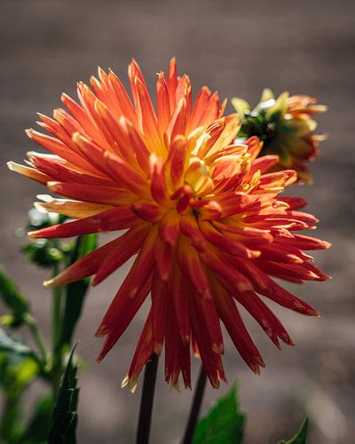 Perzik kleurige chrysant .