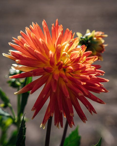 Peach colored chrysanthemum . by iwan faber