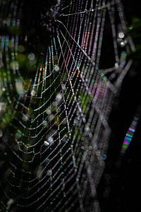 Spider Art 1/7