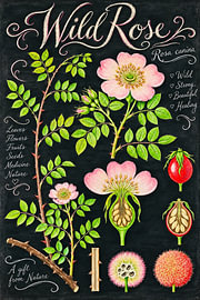 Wild Rose – Rosa Canina Botanical Study von Green Nest