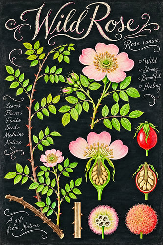 Wild Rose – Rosa Canina Botanical Study