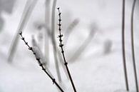 Lavendel in de sneeuw van FotoGraaG Hanneke thumbnail