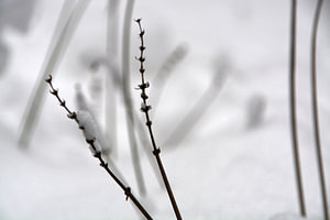 Lavendel im Schnee