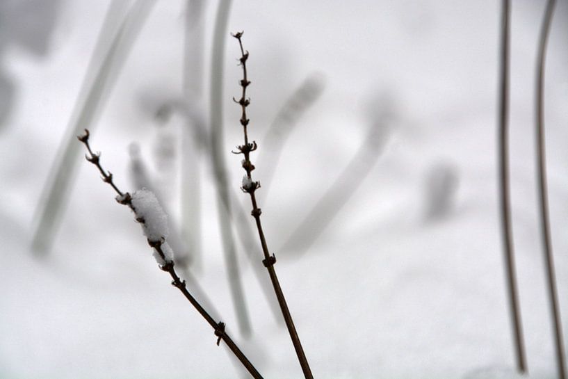 Lavendel in de sneeuw van FotoGraaG Hanneke