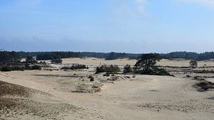 Ein Blick über eine Sandverwehung