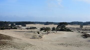 Ein Blick über eine Sandverwehung von Gerard de Zwaan