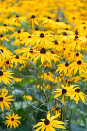 Rudbeckia von Richard Wareham