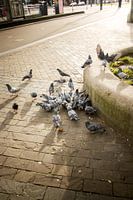 Street Pigeons.