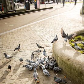 Street Pigeons by JMook Photography
