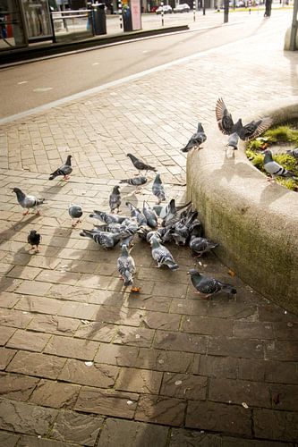 Straßentauben.