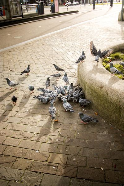 Street Pigeons by JMook Photography