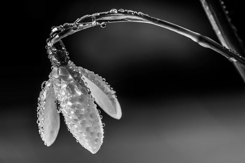 Schneeglöckchen von Esther van Dijk