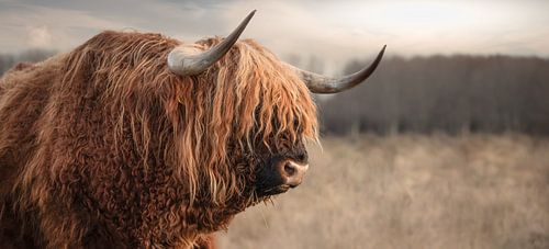 Scottish Highlander by Karel Ton