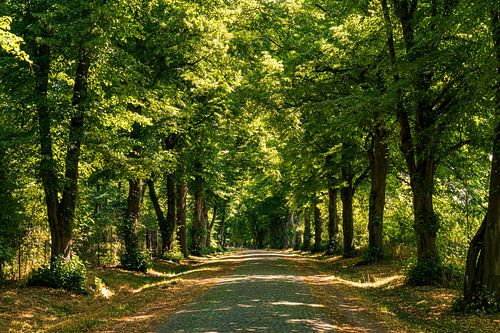 Oude laan in Mecklenburg-Vorpommern