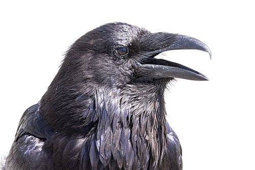 Rabe im Yellowstone-Nationalpark