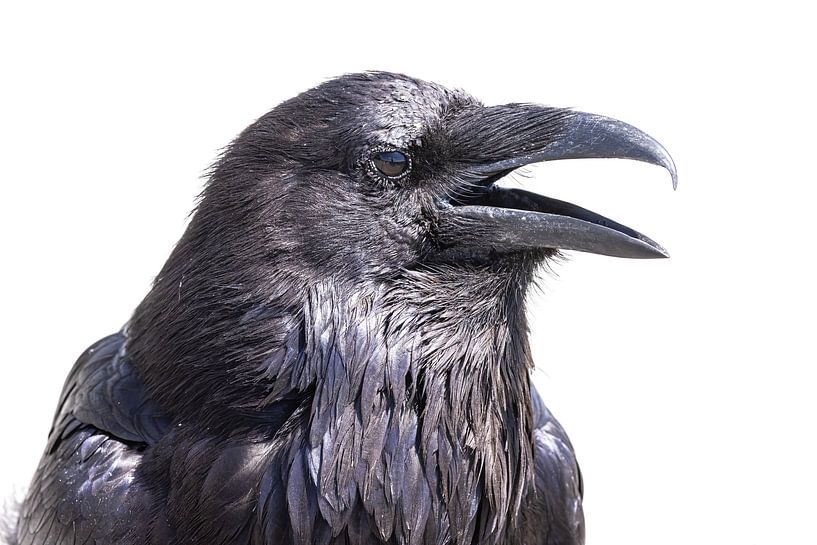 Corbeau dans le parc national de Yellowstone par Kris Hermans