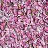 Drijvende roze bloesemblaadjes van Danielle Roeleveld
