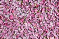 Drijvende roze bloesemblaadjes van Danielle Roeleveld thumbnail