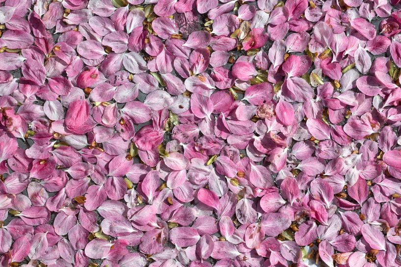 Drijvende roze bloesemblaadjes van Danielle Roeleveld