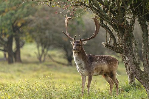 Damhert in het bos van Dennis Schaefer