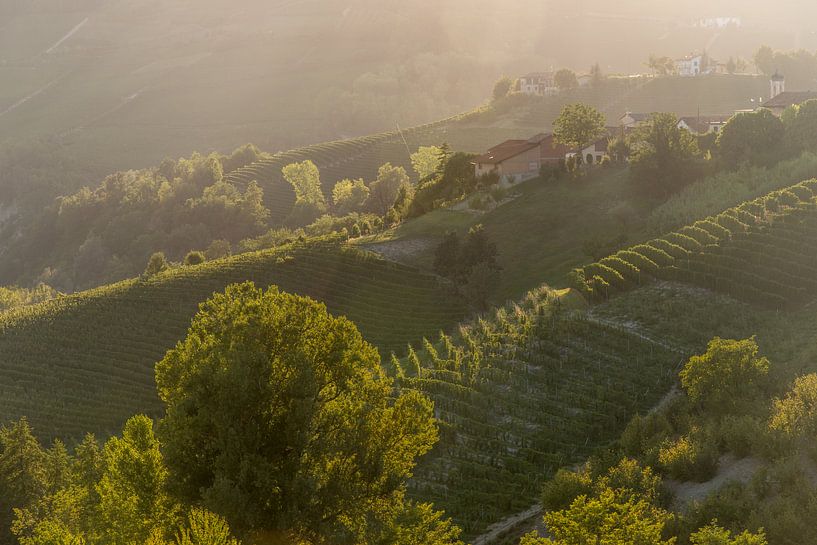 Wijngaarden in Piemonte van Sander Strijdhorst