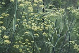 Beautiful Dill Flower Umbels by Imladris Images