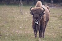 Wisent auf der Veluwe in Farbe