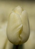 Weiße Tulpe