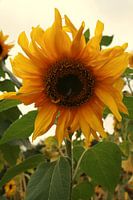 Zonnebloem 2