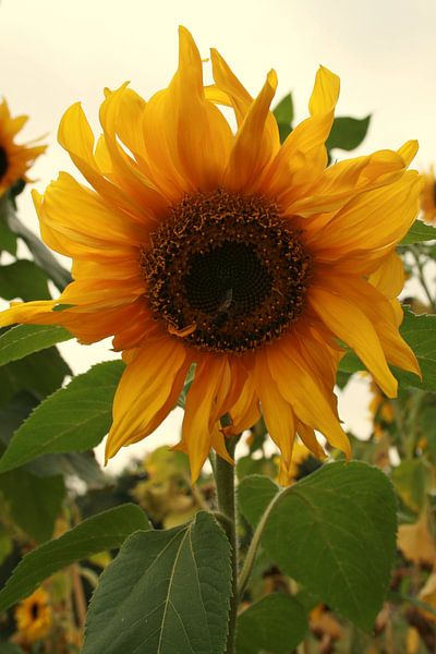 Zonnebloem 2 by Marianne van der Bent