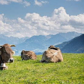 Sieste des vaches sur kuh-bilder.de