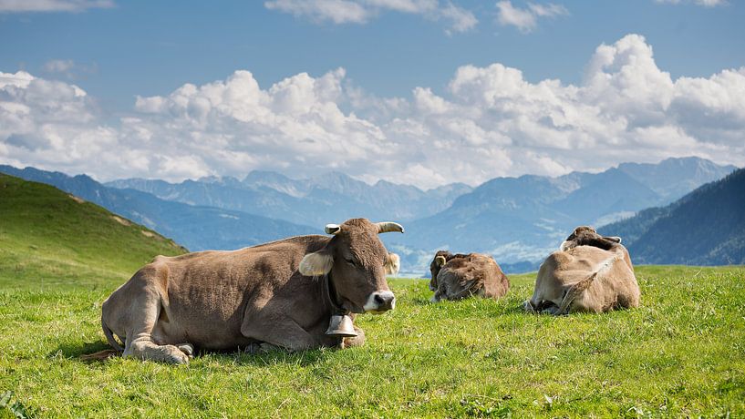 Sieste des vaches par kuh-bilder.de