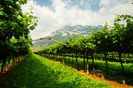 Vineyards in South Tyrol by Leo Schindzielorz thumbnail