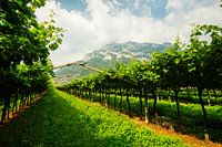 Wijngaarden in Zuid-Tirol