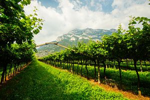 Weinberge in Südtirol von Leo Schindzielorz