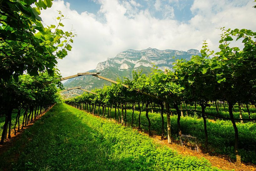 Vineyards in South Tyrol by Leo Schindzielorz