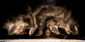 Groupe de hérons dans un étang pendant la nuit. sur AGAMI Photo Agency