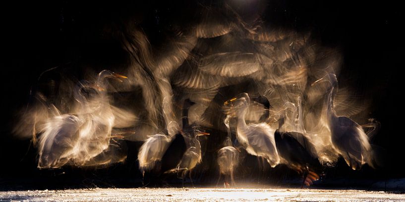 Groep reigers in een vijver gedurende de nacht. van AGAMI Photo Agency