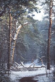 Winter on the Utrechtse Heuvelrug! The dead tree! by Peter Haastrecht, van