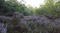 FOREST PLANTS