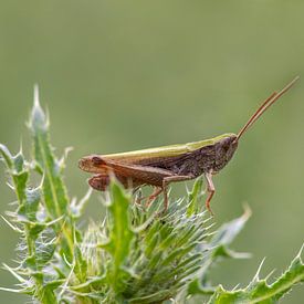 grüner Grashüpfer (Chorthippus parallelus) sitzt auf einer stacheligen Distel von Mario Plechaty Photography