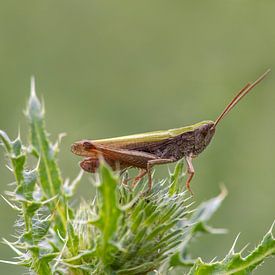 sauterelle verte (Chorthippus parallelus) assise sur un chardon épineux sur Mario Plechaty Photography